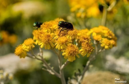 18-06-08_Korsika - Blumen 15