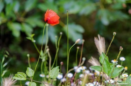 18-06-08_Korsika - Blumen 9