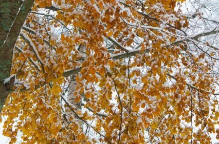 20161107- Erster Schnee 2016_-6