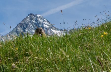 Großglockner