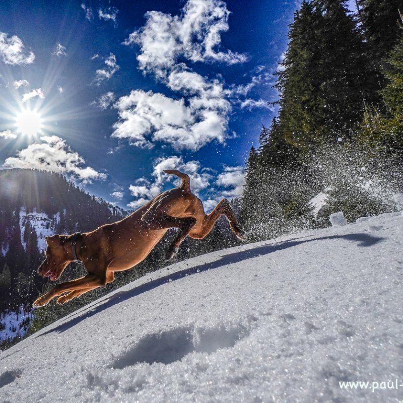 Schitour in den Donnersbacher Alps mit dem Lawinenhund