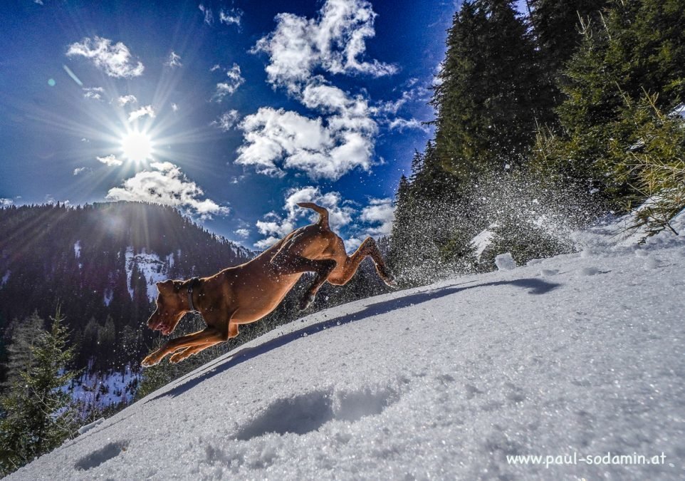 Schitour in den Donnersbacher Alps mit dem Lawinenhund