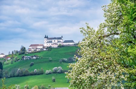 Birnbaumblüte im Mostviertel- ein Naturerlebnis11