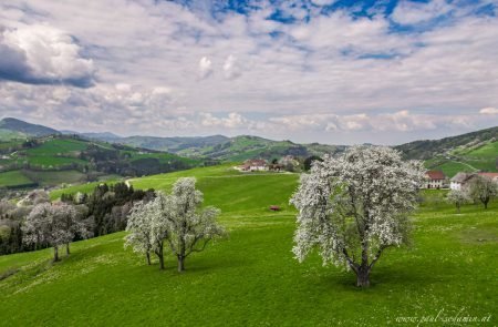 Birnenblüte im Mostviertel- ein Naturerlebnis1