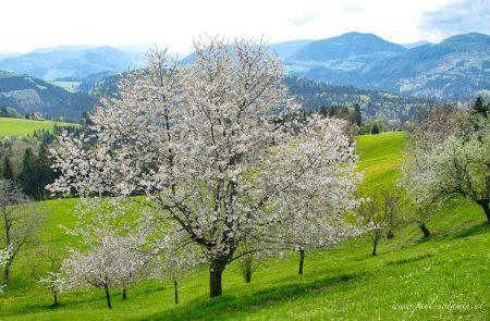 Birnenblüte im Mostviertel- ein Naturerlebnis2