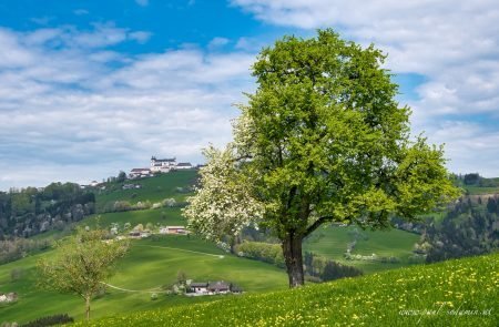 Birnenblüte im Mostviertel- ein Naturerlebnis3