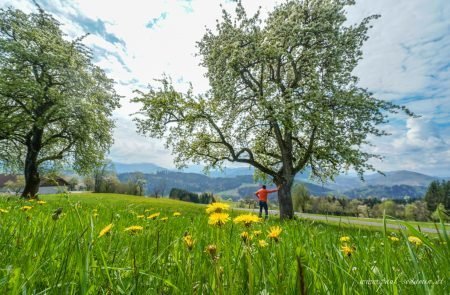 Birnenblüte im Mostviertel- ein Naturerlebnis4