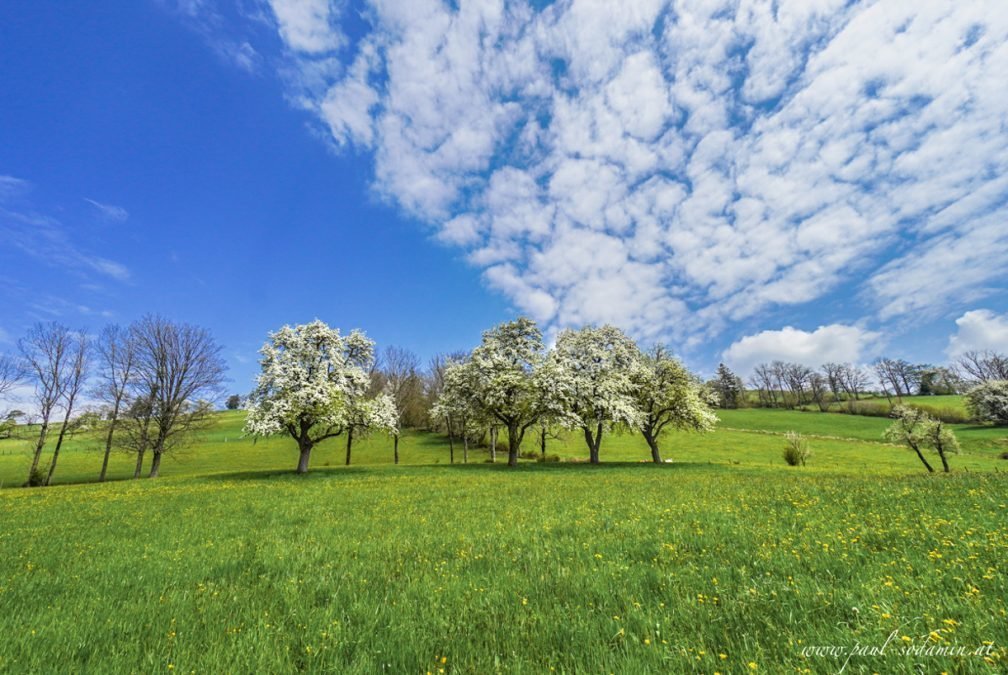 Birnbaumblüte im Mostviertel – ein Naturerlebnis