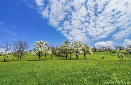 Birnenblüte im Mostviertel- ein Naturerlebnis5