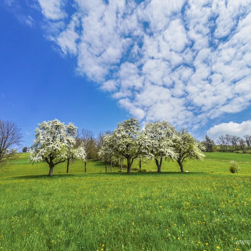 Birnbaumblüte im Mostviertel – ein Naturerlebnis