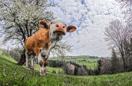 Birnenblüte im Mostviertel- ein Naturerlebnis6