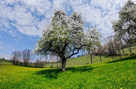 Birnenblüte im Mostviertel- ein Naturerlebnis7