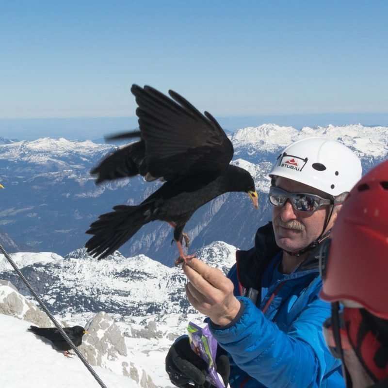 Dachstein-Edelgriess-Citoller Tanzgeiger