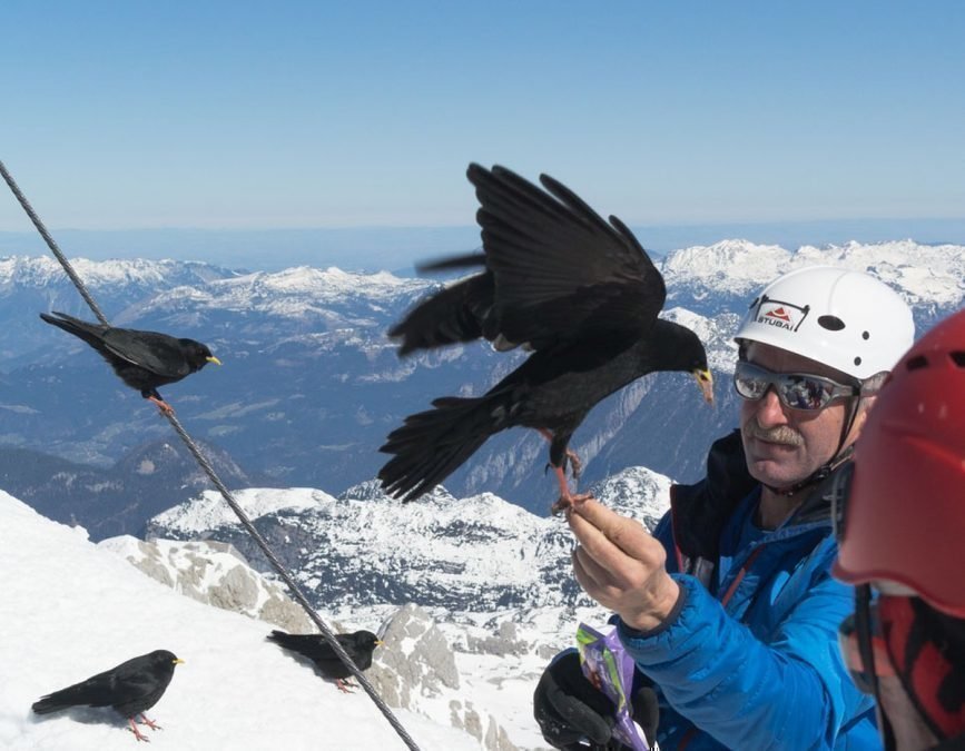 Dachstein-Edelgriess-Citoller Tanzgeiger