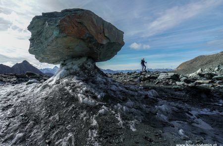 Der größte Steinpilz Österreichs.. © Paul Sodamin 2