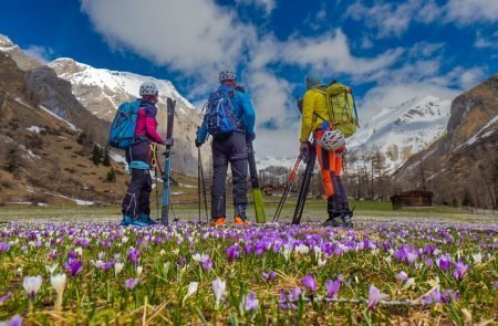 Der zarte Alpen-Krokus gehört zu den bezauberndsten Frühlingsblumen der Bergwiesen