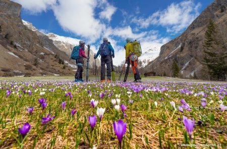 Der zarte Alpen-Krokus gehört zu den bezauberndsten Frühlingsblumen der Bergwiesen1