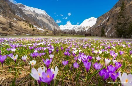 Der zarte Alpen-Krokus gehört zu den bezauberndsten Frühlingsblumen der Bergwiesen10