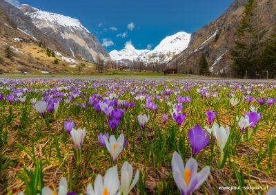 Der zarte Alpen-Krokus gehört zu den bezauberndsten Frühlingsblumen der Bergwiesen11