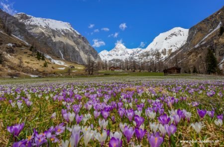 Der zarte Alpen-Krokus gehört zu den bezauberndsten Frühlingsblumen der Bergwiesen12