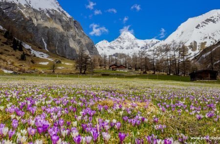 Der zarte Alpen-Krokus gehört zu den bezauberndsten Frühlingsblumen der Bergwiesen14