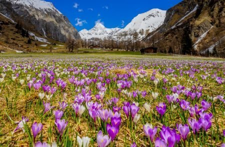 Der zarte Alpen-Krokus gehört zu den bezauberndsten Frühlingsblumen der Bergwiesen16