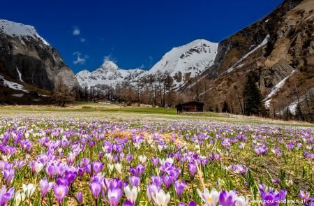 Der zarte Alpen-Krokus gehört zu den bezauberndsten Frühlingsblumen der Bergwiesen17