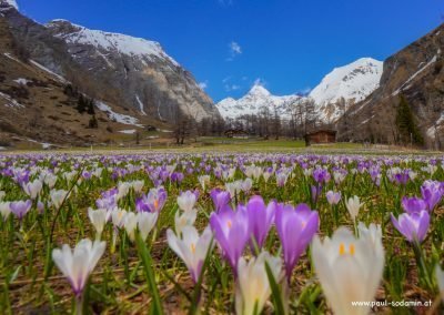 Der zarte Alpen-Krokus gehört zu den bezauberndsten Frühlingsblumen der Bergwiesen21