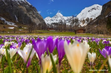 Der zarte Alpen-Krokus gehört zu den bezauberndsten Frühlingsblumen der Bergwiesen22