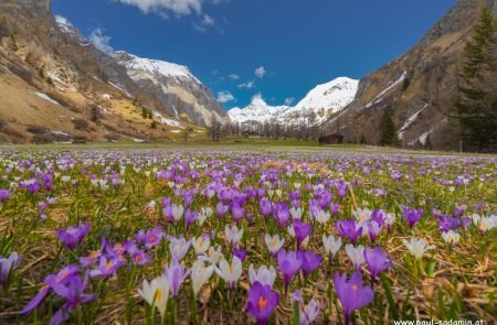 Der zarte Alpen-Krokus gehört zu den bezauberndsten Frühlingsblumen der Bergwiesen9