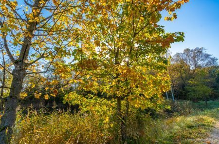 Es herbstelt in der Steiermark ©Sodamin 13