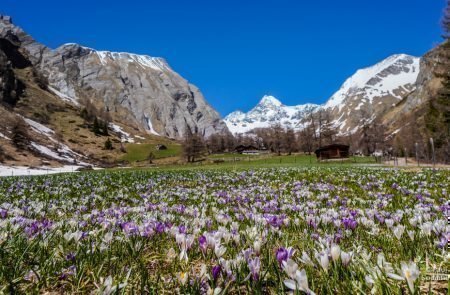 Großglockner mit Bergführer (01von 31)