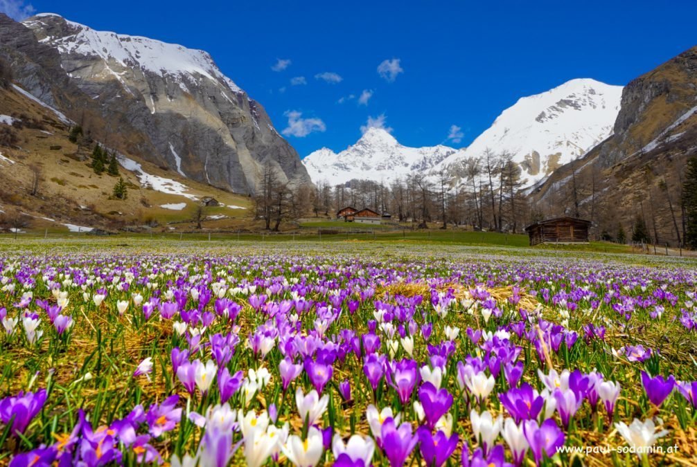 Der zarte Alpen-Krokus gehört zu den bezauberndsten Frühlingsblumen der Bergwiesen