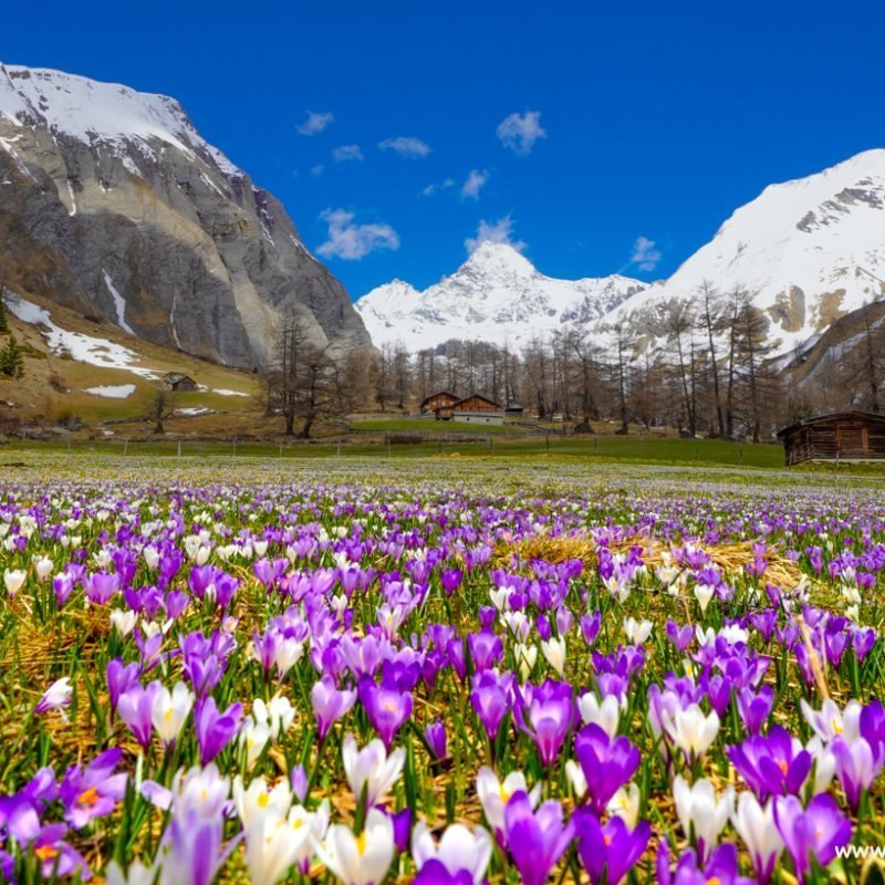 Der zarte Alpen-Krokus gehört zu den bezauberndsten Frühlingsblumen der Bergwiesen