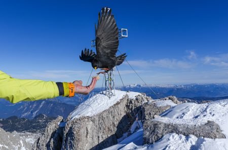 hoher dachstein 2995 m schulteranstieg mit bergfuehrer paul sodamin 67