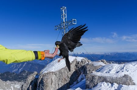 hoher dachstein 2995 m schulteranstieg mit bergfuehrer paul sodamin 68