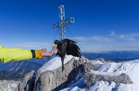 hoher dachstein 2995 m schulteranstieg mit bergfuehrer paul sodamin 69