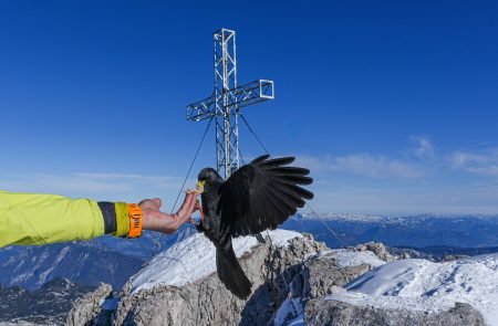 hoher dachstein 2995 m schulteranstieg mit bergfuehrer paul sodamin 70