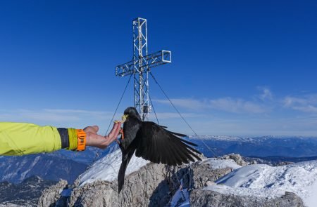 hoher dachstein 2995 m schulteranstieg mit bergfuehrer paul sodamin 71