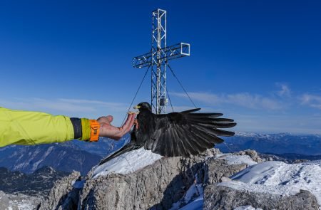 hoher dachstein 2995 m schulteranstieg mit bergfuehrer paul sodamin 72