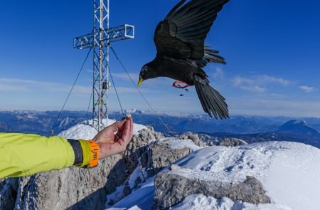 hoher dachstein 2995 m schulteranstieg mit bergfuehrer paul sodamin 73