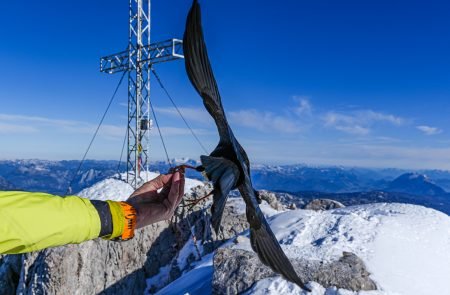 hoher dachstein 2995 m schulteranstieg mit bergfuehrer paul sodamin 75