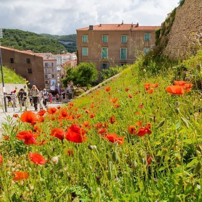 Korsika Blumen