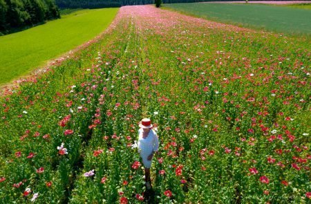 Mohn Drohne Sodamin 47 Kopie