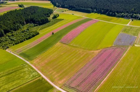 Mohn Drohne Sodamin 80 Kopie