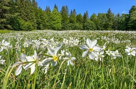 Natur pur im Ausseerland u. im Ennstal © Sodamin Paul 12