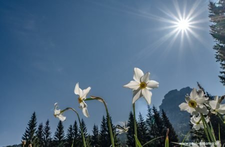 Natur pur im Ausseerland u. im Ennstal © Sodamin Paul 2