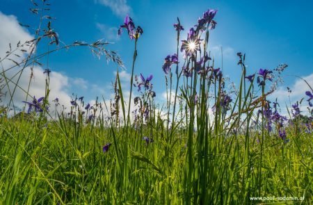 Natur pur im Ausseerland u. im Ennstal © Sodamin Paul 6