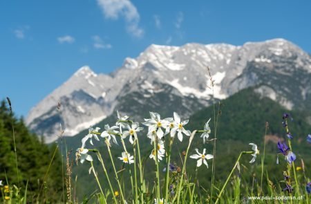 Natur pur im Ausseerland u. im Ennstal © Sodamin Paul 7