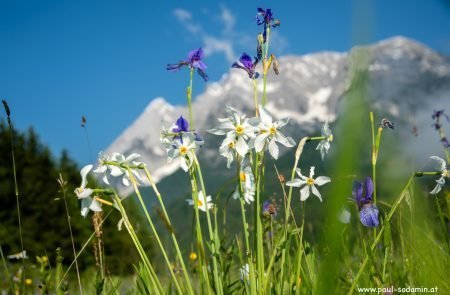 Natur pur im Ausseerland u. im Ennstal © Sodamin Paul 9